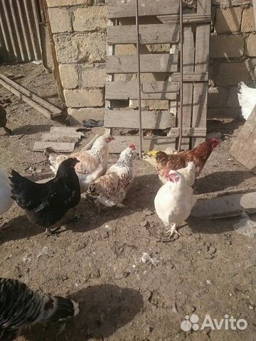 Куринные яйца на инкубацию купить на Зозу.ру - фотография № 4