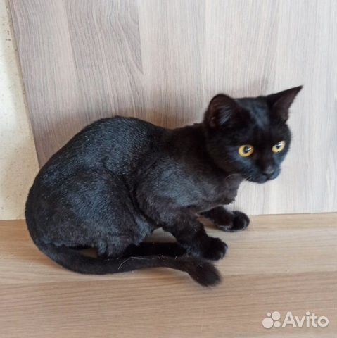 Котик в добрые руки Котик в добрые руки