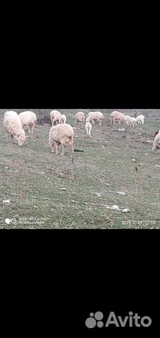 Продается овцы купить на Зозу.ру - фотография № 6