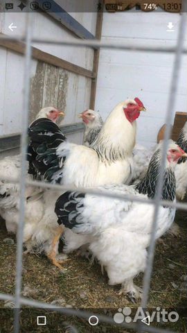 Брама светлая (колумбийская) яйцо, цыплята купить на Зозу.ру - фотография № 1