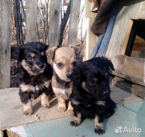 Щенки от маленькой собачки во двор купить на Зозу.ру - фотография № 1