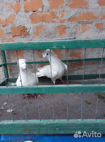 Продам бакинских голубей купить на Зозу.ру - фотография № 9