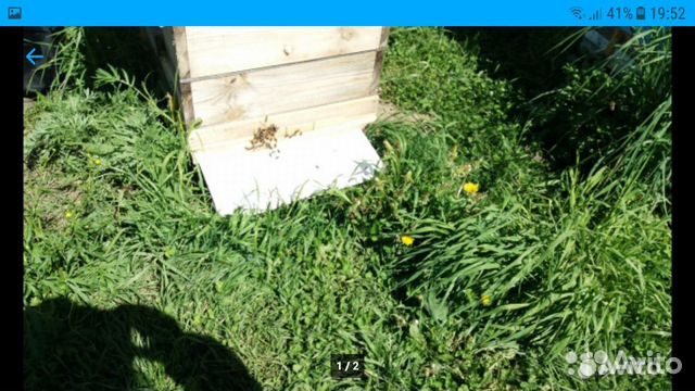 Пчелосемьи и пчелопакеты пчелы Карпатка купить на Зозу.ру - фотография № 3