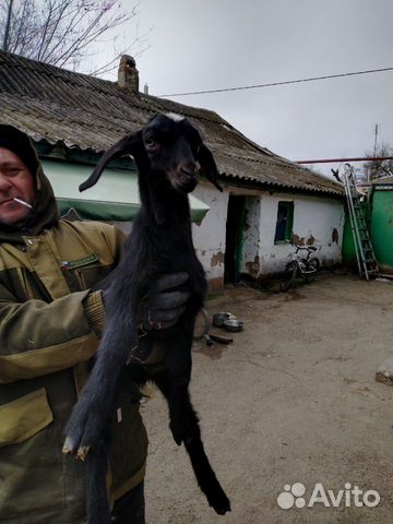 Альпо-нубийская козочка 2 мес купить на Зозу.ру - фотография № 1
