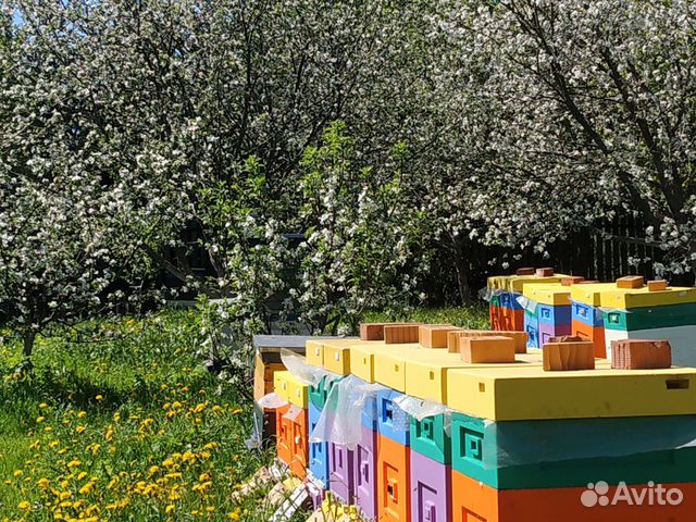 Продаем пакеты и семьи пчел купить на Зозу.ру - фотография № 4