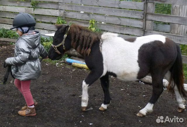 Шетлендская пони купить на Зозу.ру - фотография № 2