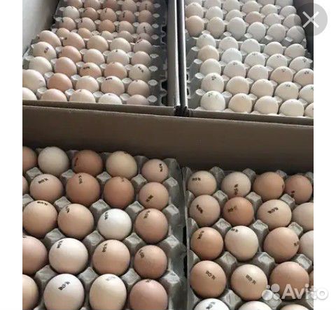 Инкубационное яйцо и суточный молодняк купить на Зозу.ру - фотография № 3
