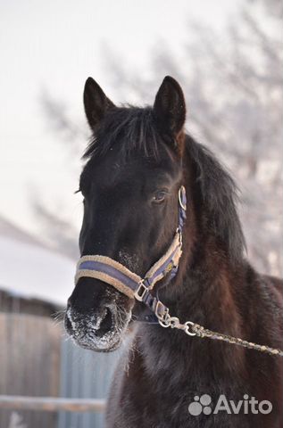 На продажу предлагается конь купить на Зозу.ру - фотография № 8