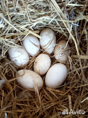 Гусиные яйца 50р купить на Зозу.ру - фотография № 3