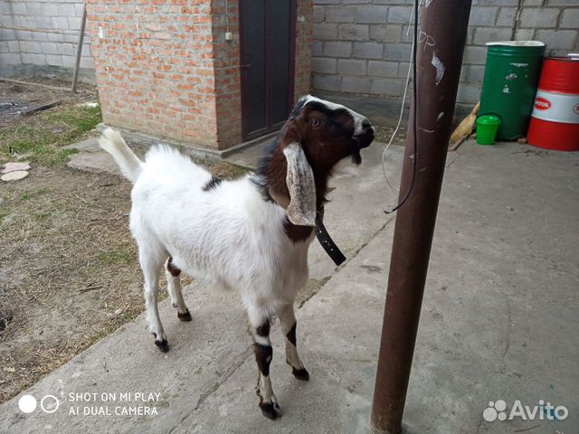 Продается чистопородная Англо Нубийкая козачка купить на Зозу.ру - фотография № 3