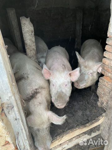 Свиньи кастрированные 6-8 месяцев назад купить на Зозу.ру - фотография № 3