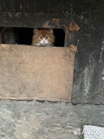Потеряшка рыжий кот купить на Зозу.ру - фотография № 7