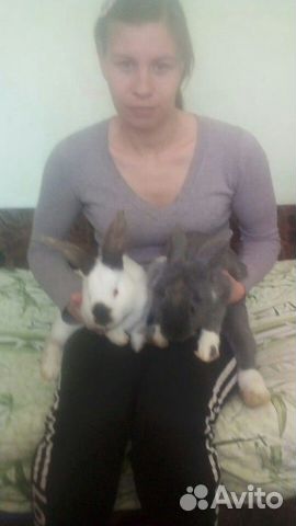 Кролики самки 3х месецные купить на Зозу.ру - фотография № 3