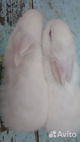 Продам домашних кроликов купить на Зозу.ру - фотография № 1