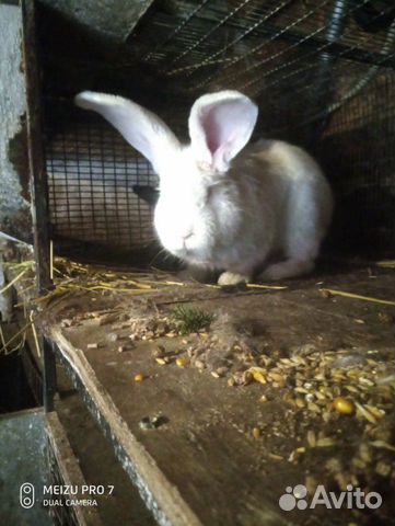 Кролик самец купить на Зозу.ру - фотография № 2