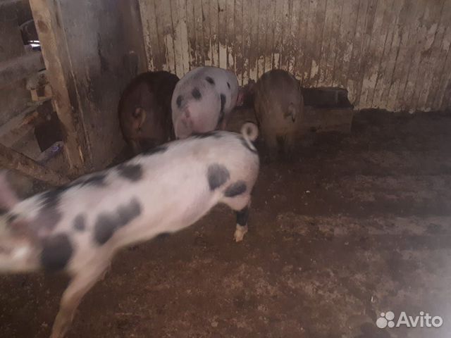 Поросята мясные, 6 месяцев купить на Зозу.ру - фотография № 5