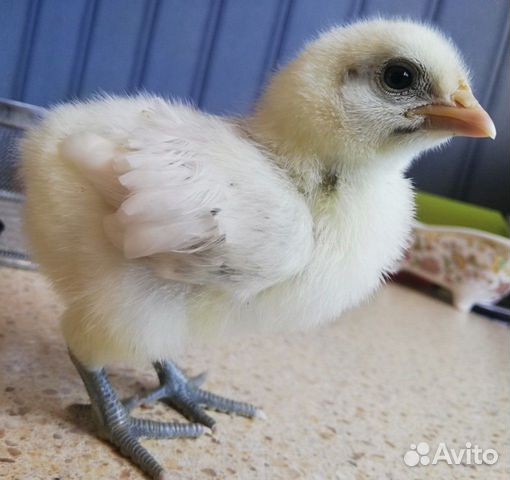 Цыплята с голубым яйцом купить на Зозу.ру - фотография № 1