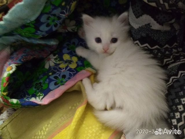 Котенок белый девочка купить на Зозу.ру - фотография № 1