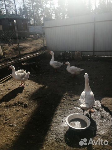 Инкубационное яйцо гусей линда и пекинской утки купить на Зозу.ру - фотография № 5