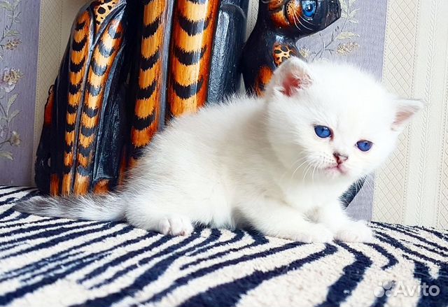 Роскошный синеглазый плюшевый котик купить на Зозу.ру - фотография № 2