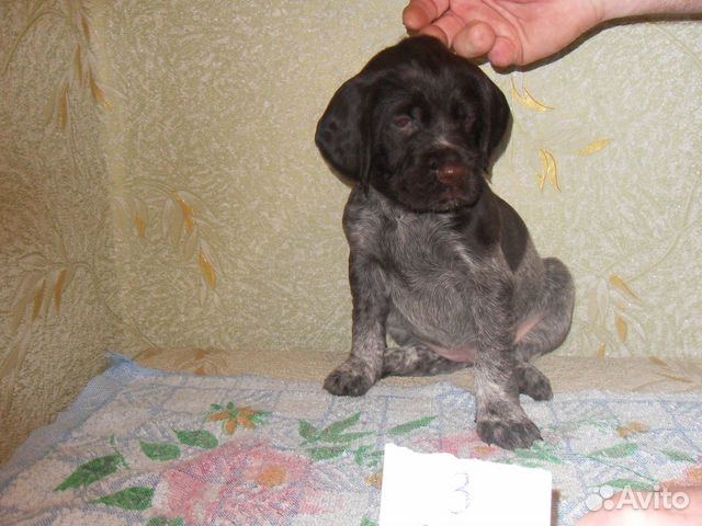 Дратхаар щенки купить на Зозу.ру - фотография № 1