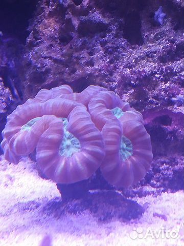 Кораллы морской аквариум купить на Зозу.ру - фотография № 4