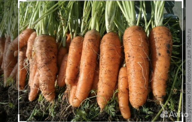 Продам морковь купить на Зозу.ру - фотография № 1