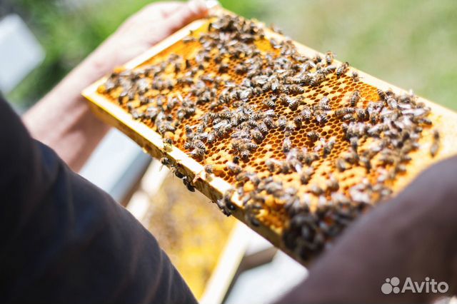 Пчелы карпатской породы купить на Зозу.ру - фотография № 1