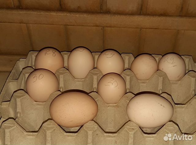 Яйца инкубационные юрловской голосистой купить на Зозу.ру - фотография № 1