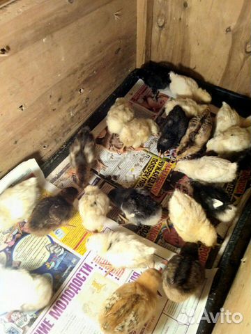 Продаются цыплят возраст 1.5 недели кушают всё вит купить на Зозу.ру - фотография № 1
