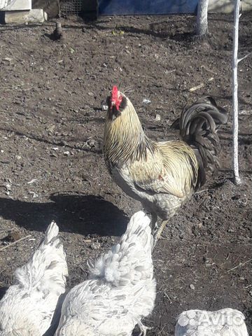 Инкубационные Яйца кур (микс амераукана с доминант купить на Зозу.ру - фотография № 3