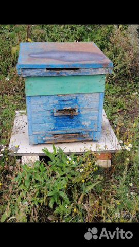 Пчелы, ульи купить на Зозу.ру - фотография № 2