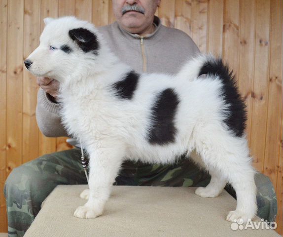 Мальчик якутской лайки