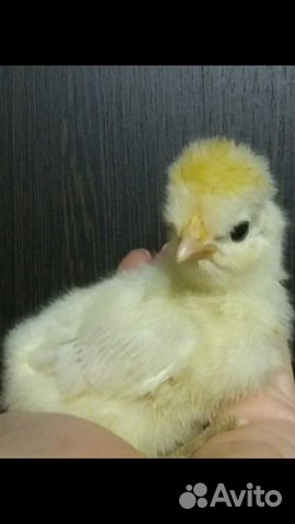Цыплята, петухи, курицы купить на Зозу.ру - фотография № 2