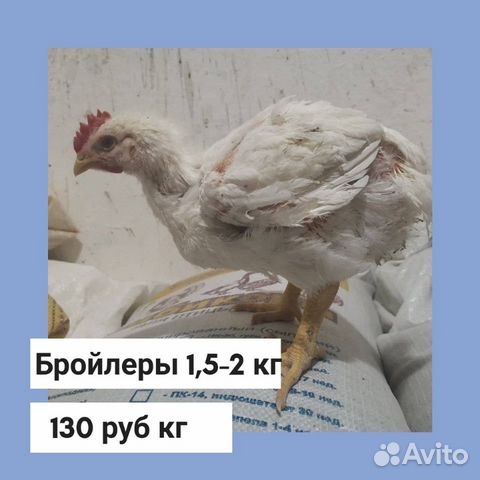 Цыплята и утята, бройлеры купить на Зозу.ру - фотография № 2