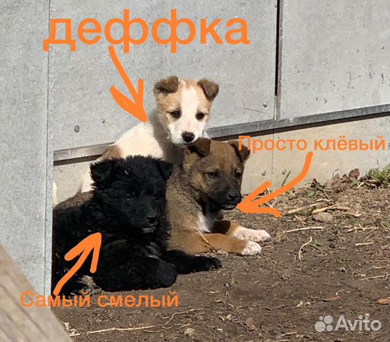 Бесплатно Собака(щенки) дворняжка купить на Зозу.ру - фотография № 2
