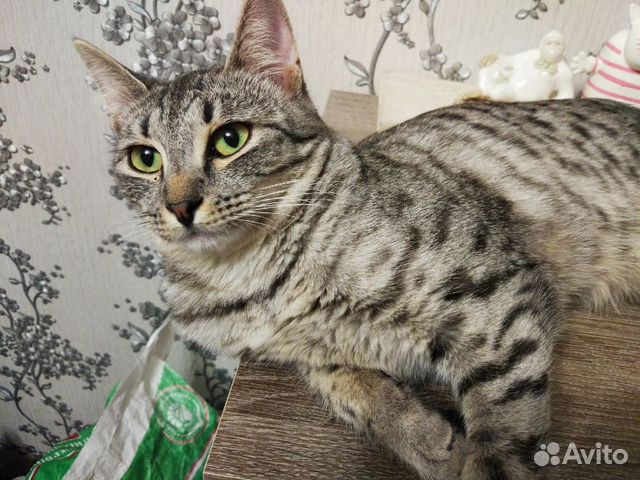Кошка-подросток в добрые руки