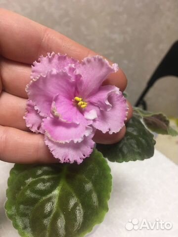 Фиалка Фиалка