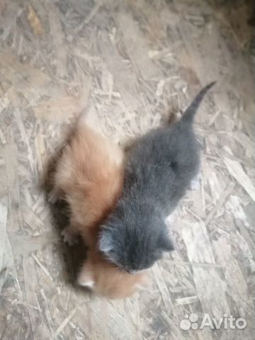 Отдам котят в добрые руки