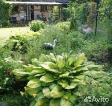 Хоста делёнки и большие кусты Хоста делёнки и большие кусты