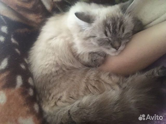 Сиамка Сиамка