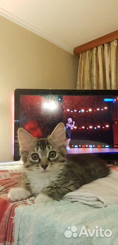 Котенок 2мес девочка привита