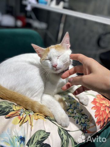 Кошка Кошка