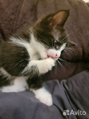 Котёнок Котёнок