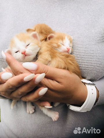 Милые котята с доставкой на дом+корм для них Милые котята с доставкой на дом+корм для них