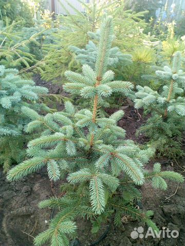 Пихта, ель голубая, ель зеленая, туя