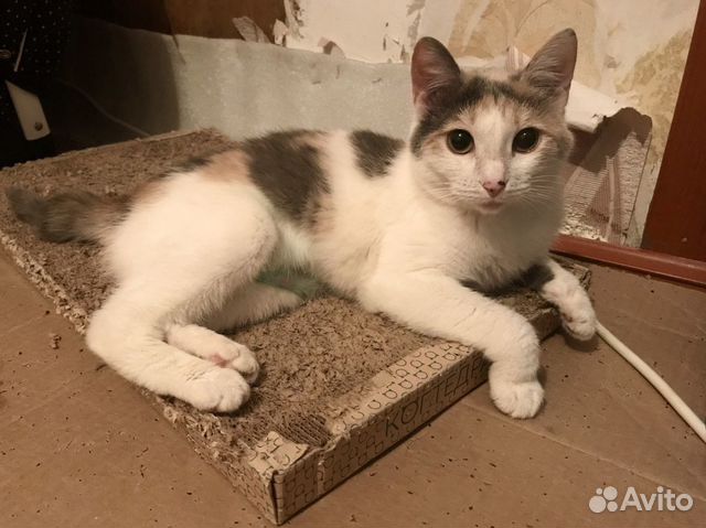 Кошечка