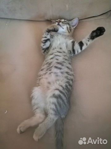 Котенок мальчик Котенок мальчик