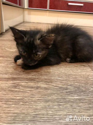 Котенок девочка Котенок девочка