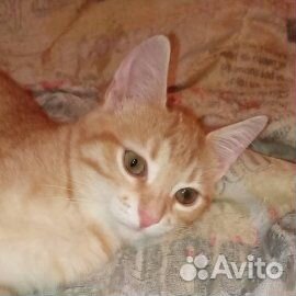 Милочка ищет дом